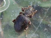 Thumbnail 316472 B