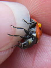 Thumbnail 316592 B