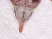 Thumbnail 316831 B