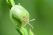 Thumbnail 316842 B