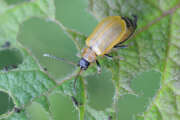 Thumbnail 316852 B