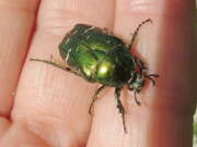 Thumbnail 316886 A
