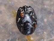 Thumbnail 317147 B