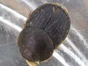 Thumbnail 317275 A
