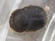 Thumbnail 317275 B