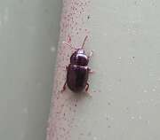 Thumbnail 317314 A