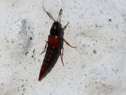 Thumbnail 317352 B