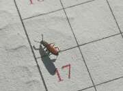 Thumbnail 317353 A