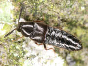 Thumbnail 317410 A