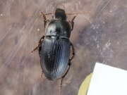 Thumbnail 317445 A