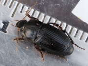 Thumbnail 317445 B