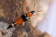 Thumbnail 317496 B