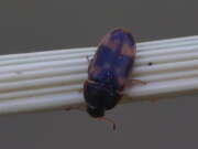 Thumbnail 317498 A