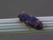 Thumbnail 317498 B