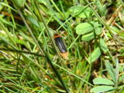 Thumbnail 317566 B