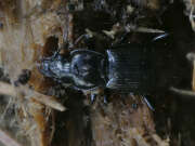 Thumbnail 317752 A