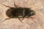 Thumbnail 317864 A