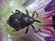 Thumbnail 317872 B