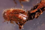 Thumbnail 318034 A