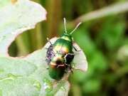 Thumbnail 318037 B