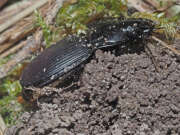 Thumbnail 318308 B