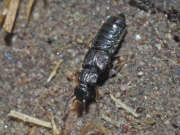 Thumbnail 318311 B