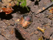 Thumbnail 318319 B