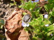 Thumbnail 318384 A