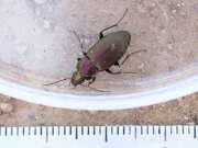 Thumbnail 318514 B