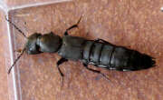 Thumbnail 318577 B