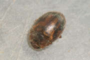 Thumbnail 318894 B
