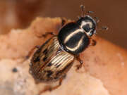 Thumbnail 318956 A