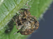 Thumbnail 319263 B