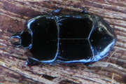 Thumbnail 319392 A
