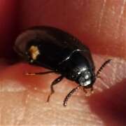 Thumbnail 319654 A