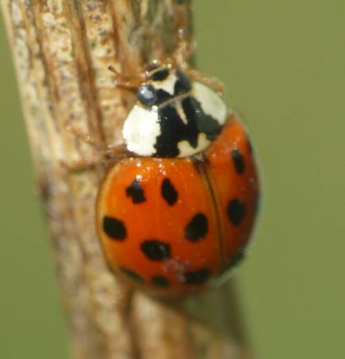Userfoto