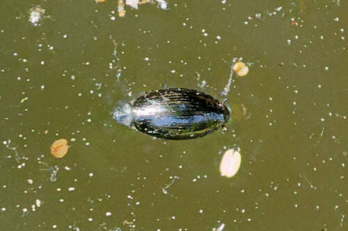 Userfoto
