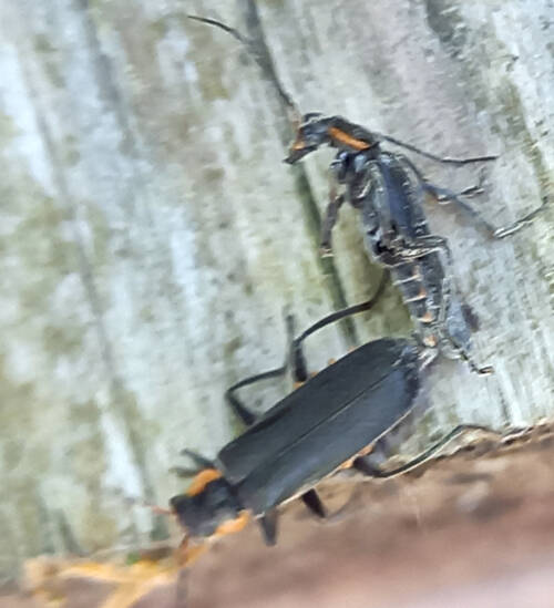 Userfoto