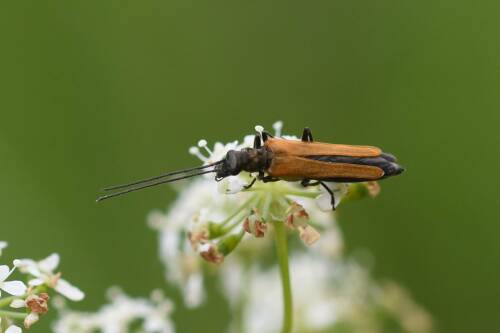 Userfoto