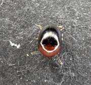 Thumbnail 320004 B