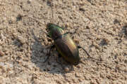 Thumbnail 320097 B