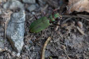 Thumbnail 320657 B
