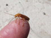 Thumbnail 320779 B