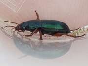 Thumbnail 320845 B