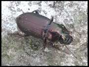 Thumbnail 320852 B