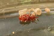 Thumbnail 321159 B