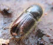 Thumbnail 321403 A