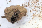 Thumbnail 321406 B