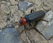 Thumbnail 321407 B