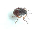 Thumbnail 321409 B